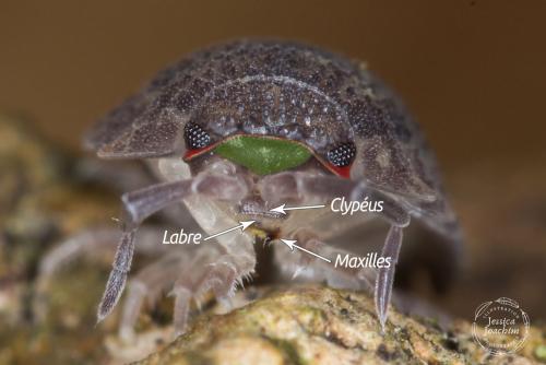 Porcellio scaber